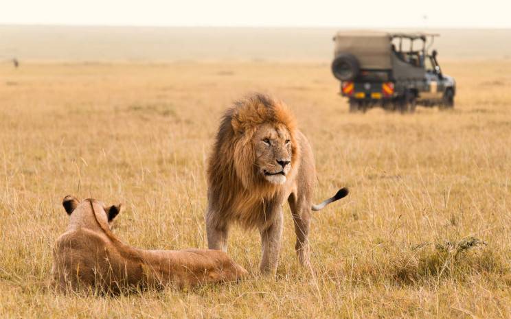 Lions resting near a safari vehicle in the Maasai Mara