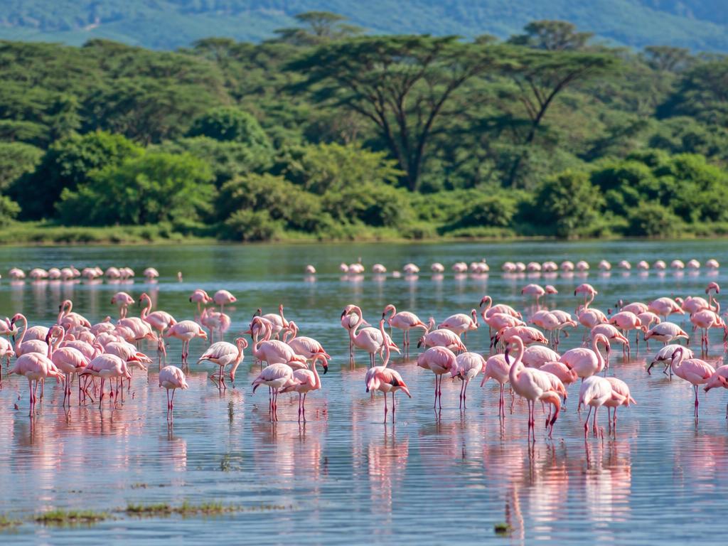 Flamingos at Lake Nakuru