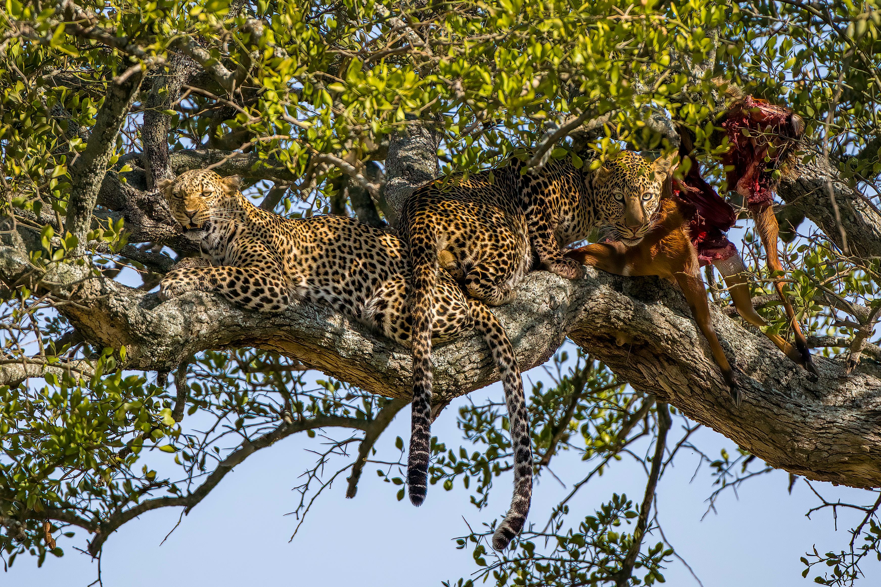 photo.photograph_description