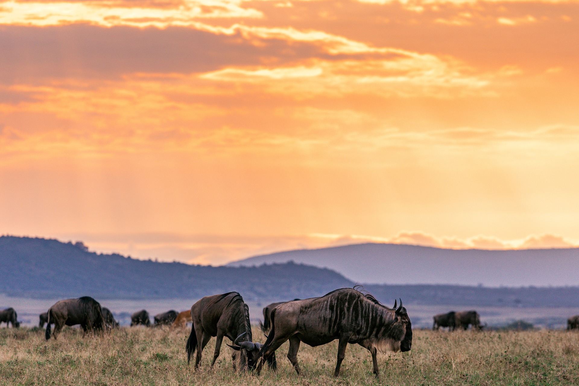 Maasai Mara