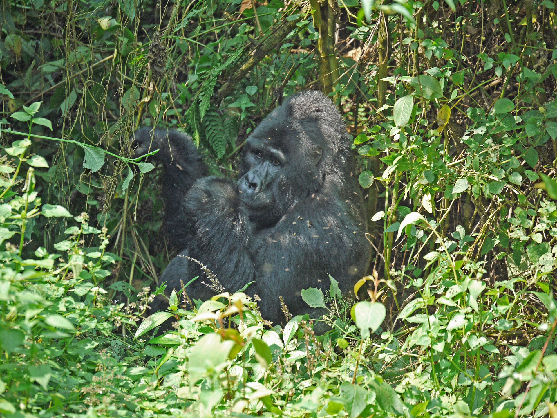 Bwindi National Park