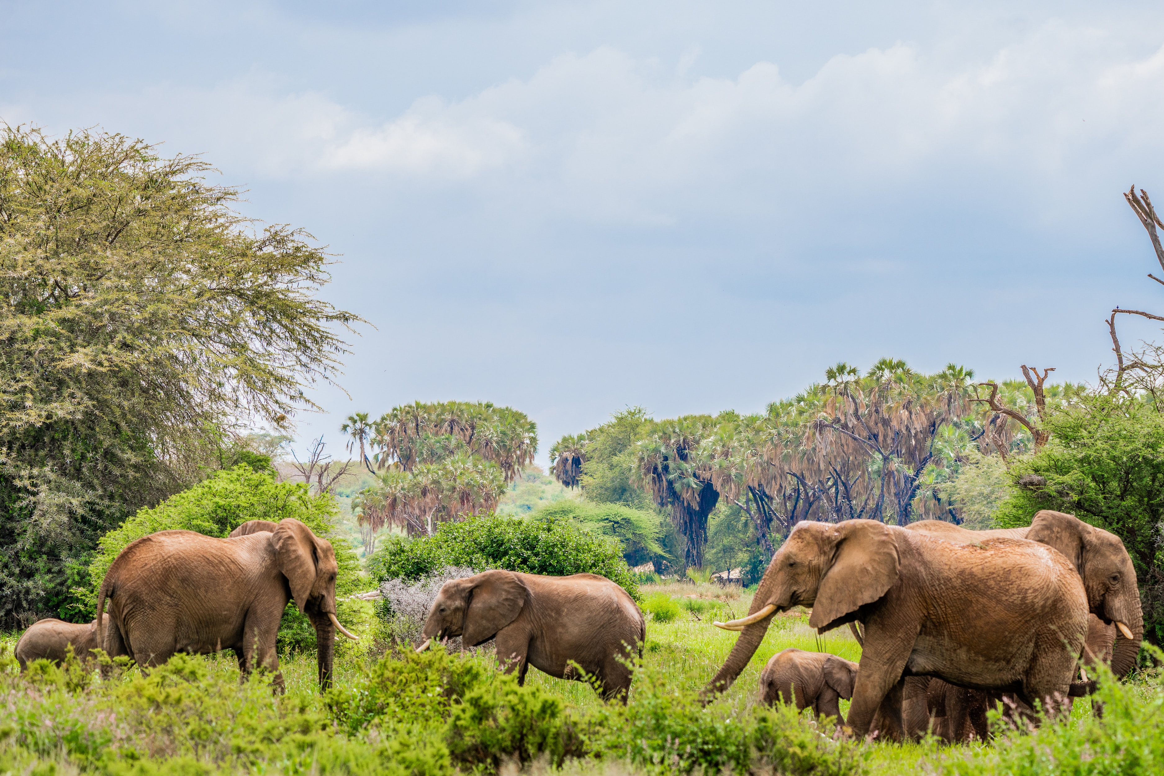 Samburu