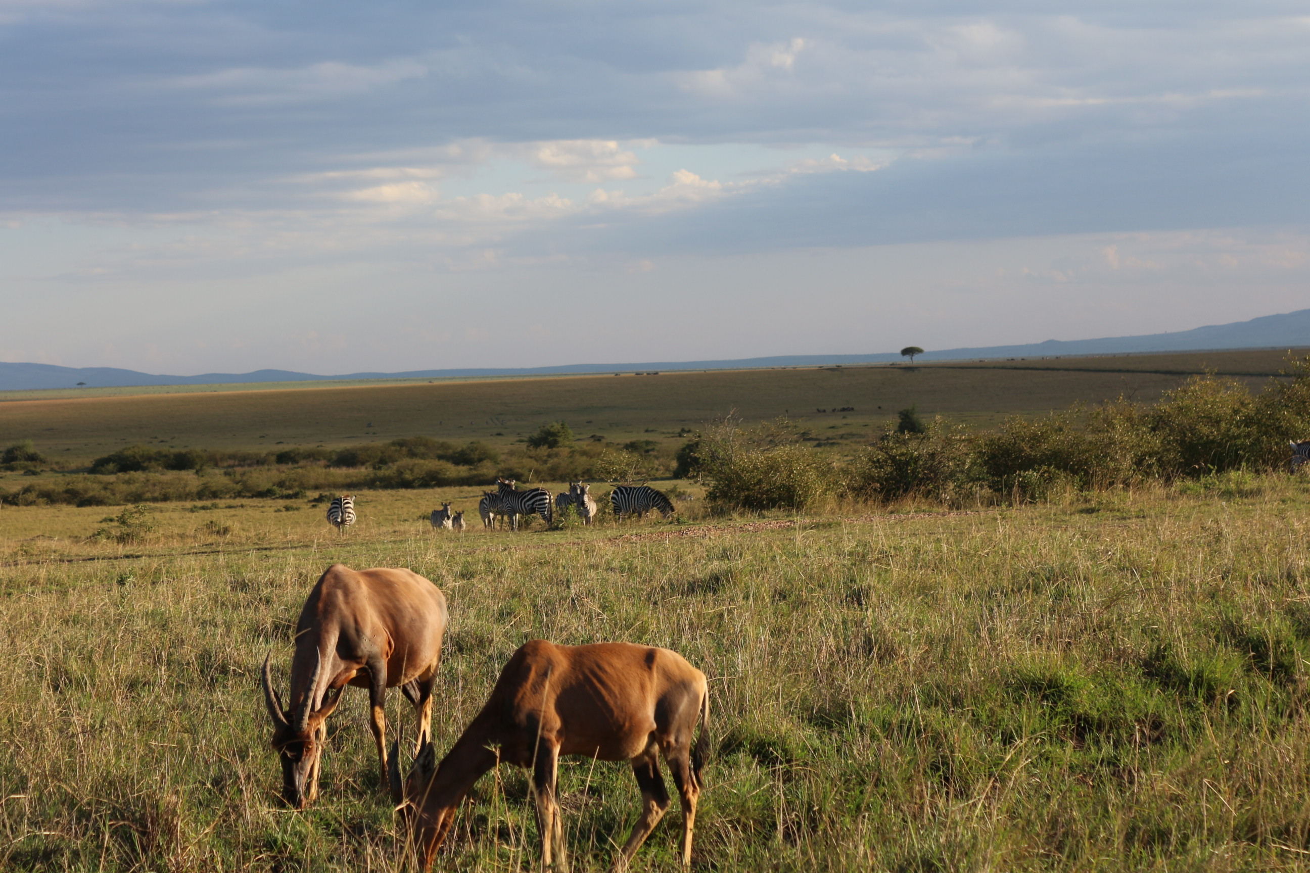 Serengeti