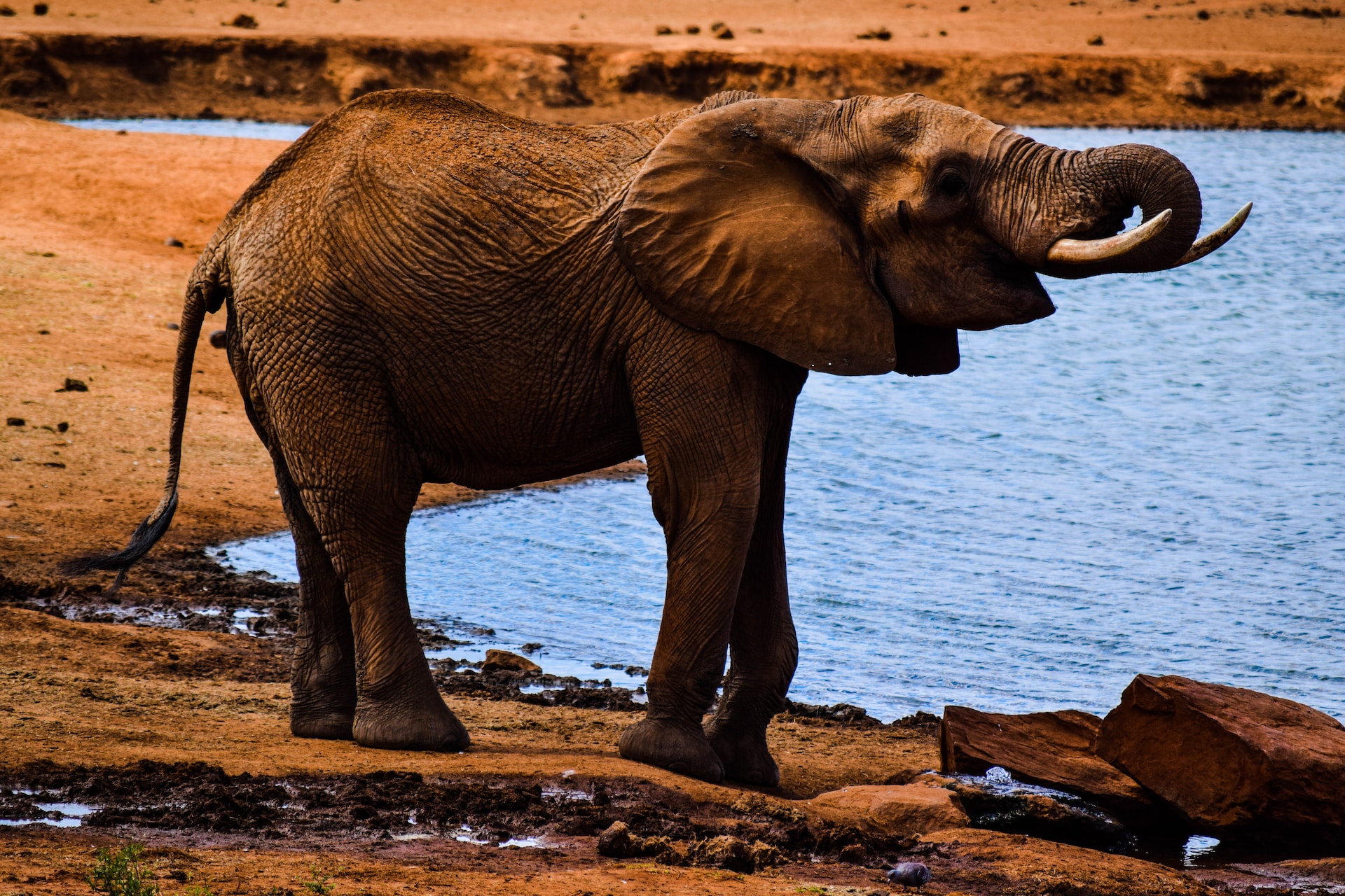 Tsavo